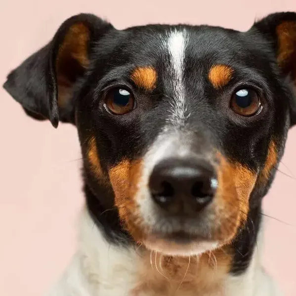 Bäst i test: Hundfoder känslig mage – Här är våra topp 5 favoriter