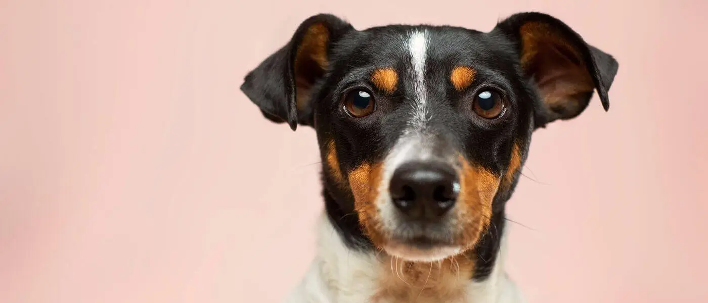 Hundfoder känslig mage – Vi har testat och valt våra 5 favoriter